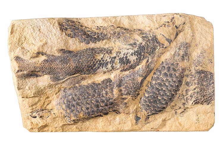 Dura Den fossil fish